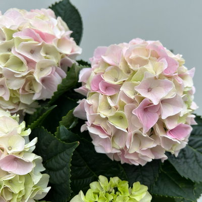 Hortensie 'Hi Diamond', rosa, Topf-Ø 14 cm, Höhe ca. 40 cm, 2 Pflanzen