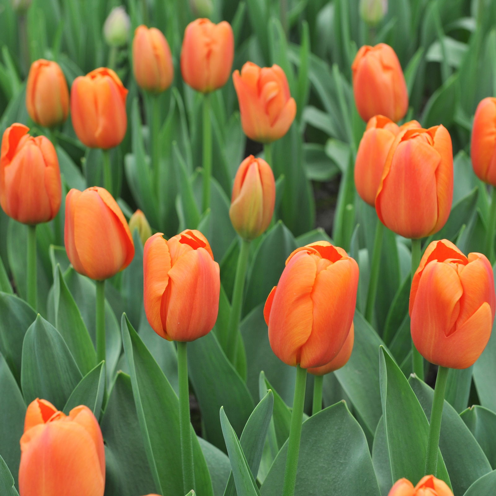 Tulpe, orange, vorgetrieben, Topf-Ø 15 cm, 3 Pflanzen