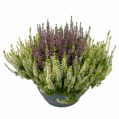 Knospenheide 'Colour Crown', zweifarbig, Farbe zufällig, Schale-Ø 23 cm