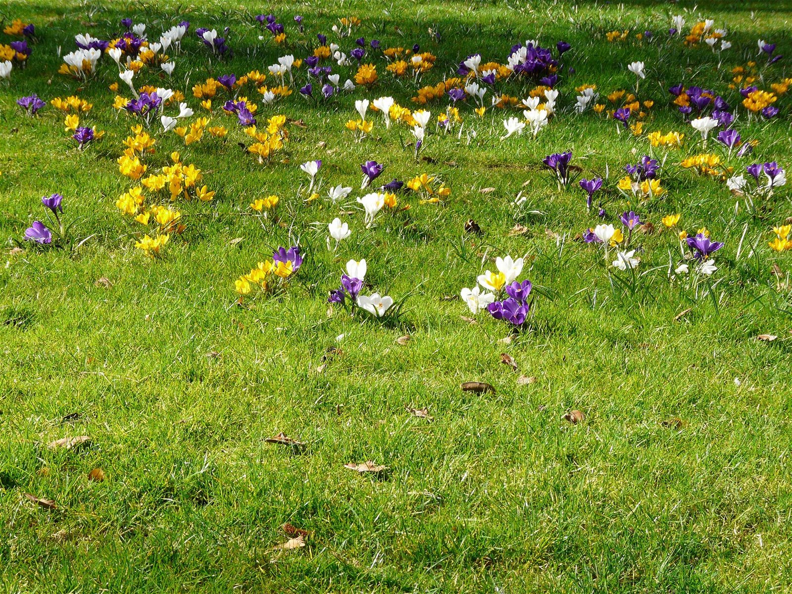Rasen im Frühjahr mit vielen bunten Blumen
