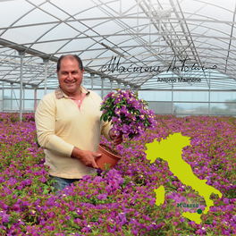 Antonio Maimone - Bougainvillea Antonio Maimone - Bougainvillea