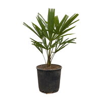 Hanfpalme, Topf-Ø 22 cm, Höhe ca. 60-70 cm