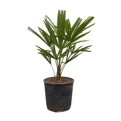 Hanfpalme, Topf-Ø 20 cm, Höhe ca. 60-80 cm