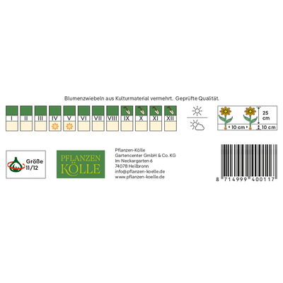 mehrblütige Tulpen 'Winnipeg', rot, gelb, Größe 11/12, 7 Blumenzwiebeln