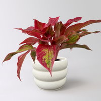 Aglaonema 'Crete Flame', rot-grün, Topf Ø 12cm, inkl. Keramikübertopf Byron