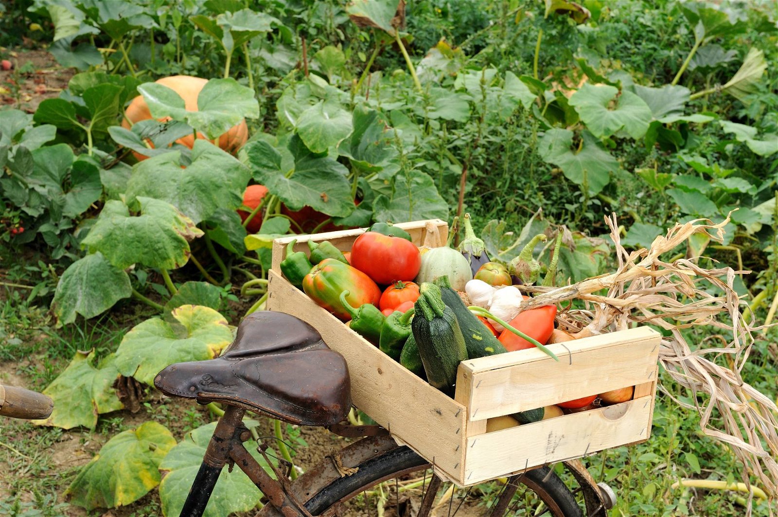 Gemüsebox um Gemüse zu ernten