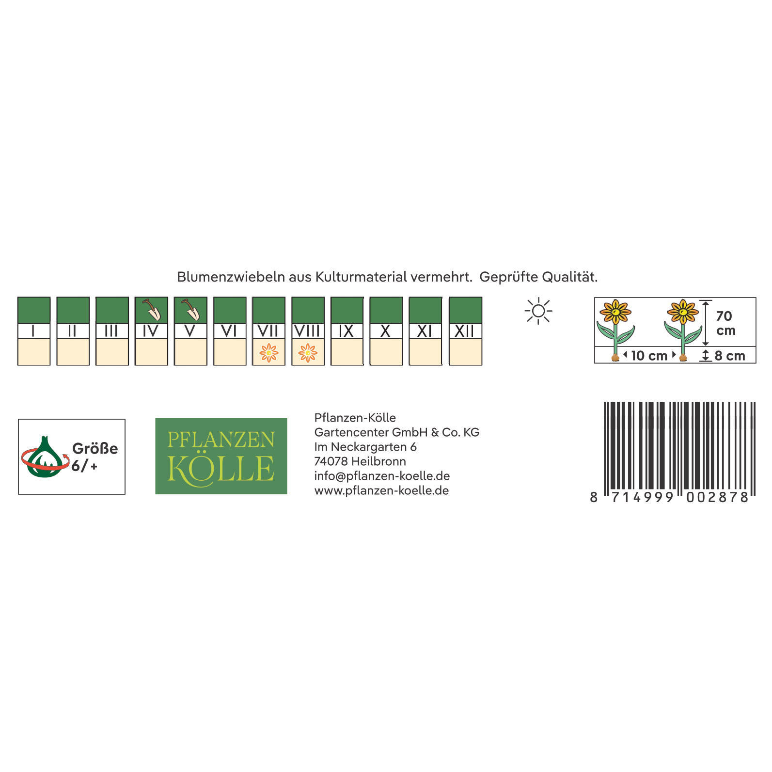 Kölles Beste Montbretien Mischung, 10 Blumenknollen