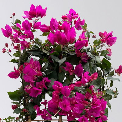 Bougainvillea lila, Spalier, Topf-Ø 21 cm, Höhe ca. 70 cm Bougainvillea lila, Spalier, Topf-Ø 21 cm, Höhe ca. 70 cm