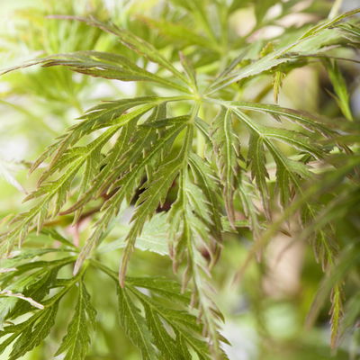 Fächerahorn 'Emerald Lace', Höhe 60-80 cm, Topf 10 Liter Fächerahorn 'Emerald Lace', Höhe 60-80 cm, Topf 10 Liter