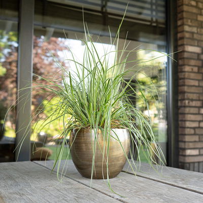 Kölle Pflanzgefäß 'Rowen', gold, ca. Ø 19 x H 13 cm Kölle Pflanzgefäß 'Rowen', gold, ca. Ø 19 x H 13 cm