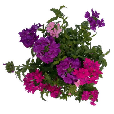 Eisenkraut 'Trio' bunt, Topf-Ø 12 cm, 6 Stück