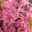 Hyazinthe rosa, vorgetrieben, Schale-Ø 23 cm