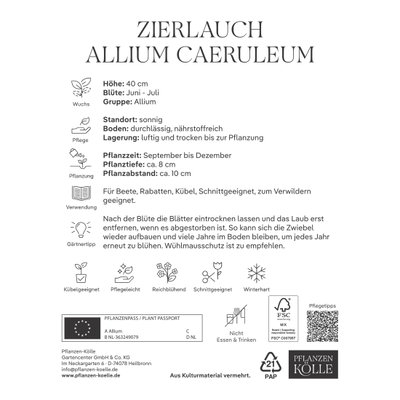 Kölles Beste Zierlauch, Allium Caeruleum, blau, 10 Blumenzwiebeln Kölles Beste Zierlauch, Allium Caeruleum, blau, 10 Blumenzwiebeln