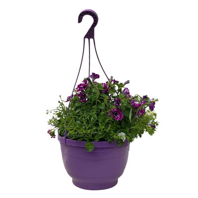 gemischte Sommerblumen-Ampel, lila-weiß, Ampeltopf 27 cm Ø