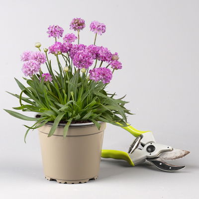 Pflanzenkreation Farbenrausch, groß, 6 Pflanzen inkl. Erde und Dünger Pflanzenkreation Farbenrausch, groß, 6 Pflanzen inkl. Erde und Dünger