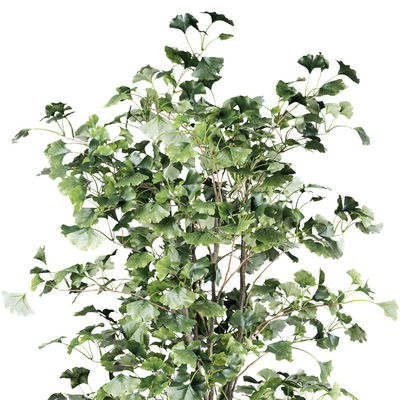 Künstlicher Ginkgobaum, Höhe ca. 210 cm Künstlicher Ginkgobaum, Höhe ca. 210 cm