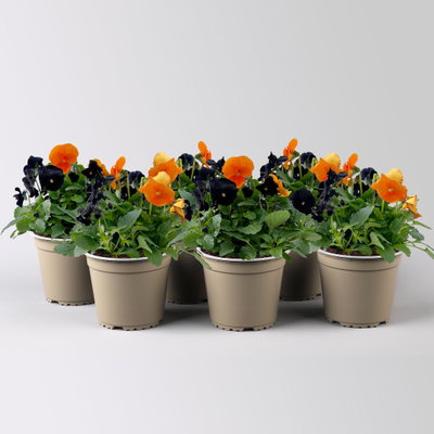Hornveilchen 'Halloween', orange-schwarz, Topf-Ø 13 cm, 6 Pflanzen Hornveilchen 'Halloween', orange-schwarz, Topf-Ø 13 cm, 6 Pflanzen