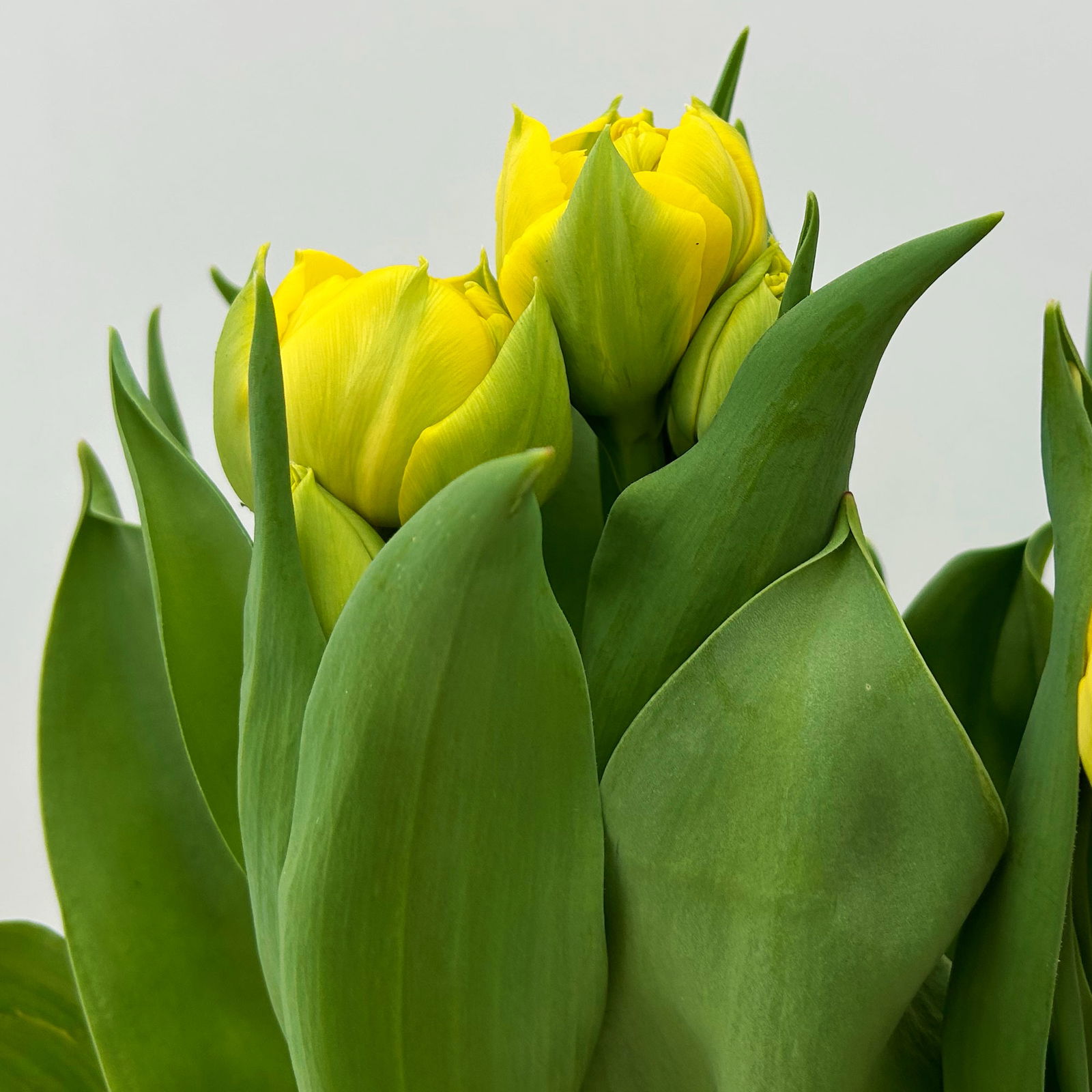 Tulpe gelb, gefüllt, vorgetrieben, Topf-Ø 15 cm, 3 Pflanzen