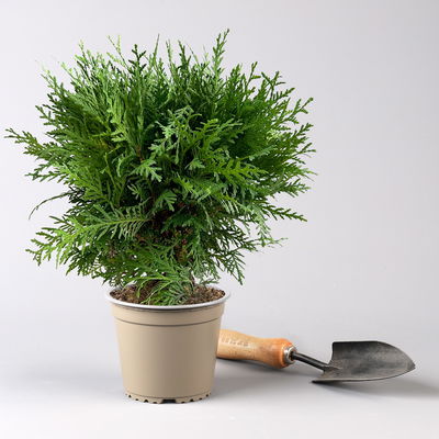 Kugel-Lebensbaum 'Danica', Topf-Ø 13 cm, 6 Pflanzen Kugel-Lebensbaum 'Danica', Topf-Ø 13 cm, 6 Pflanzen