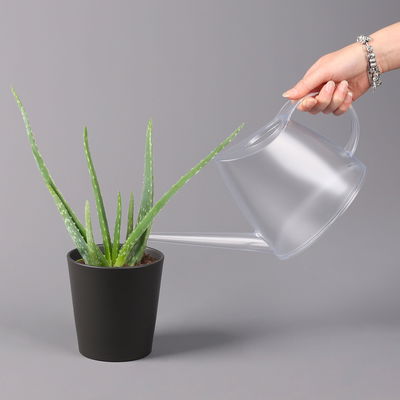 Aloe vera mit Keramiktopf Dallas anthrazit, Topf-Ø 12 cm, Höhe ca. 20-35 cm