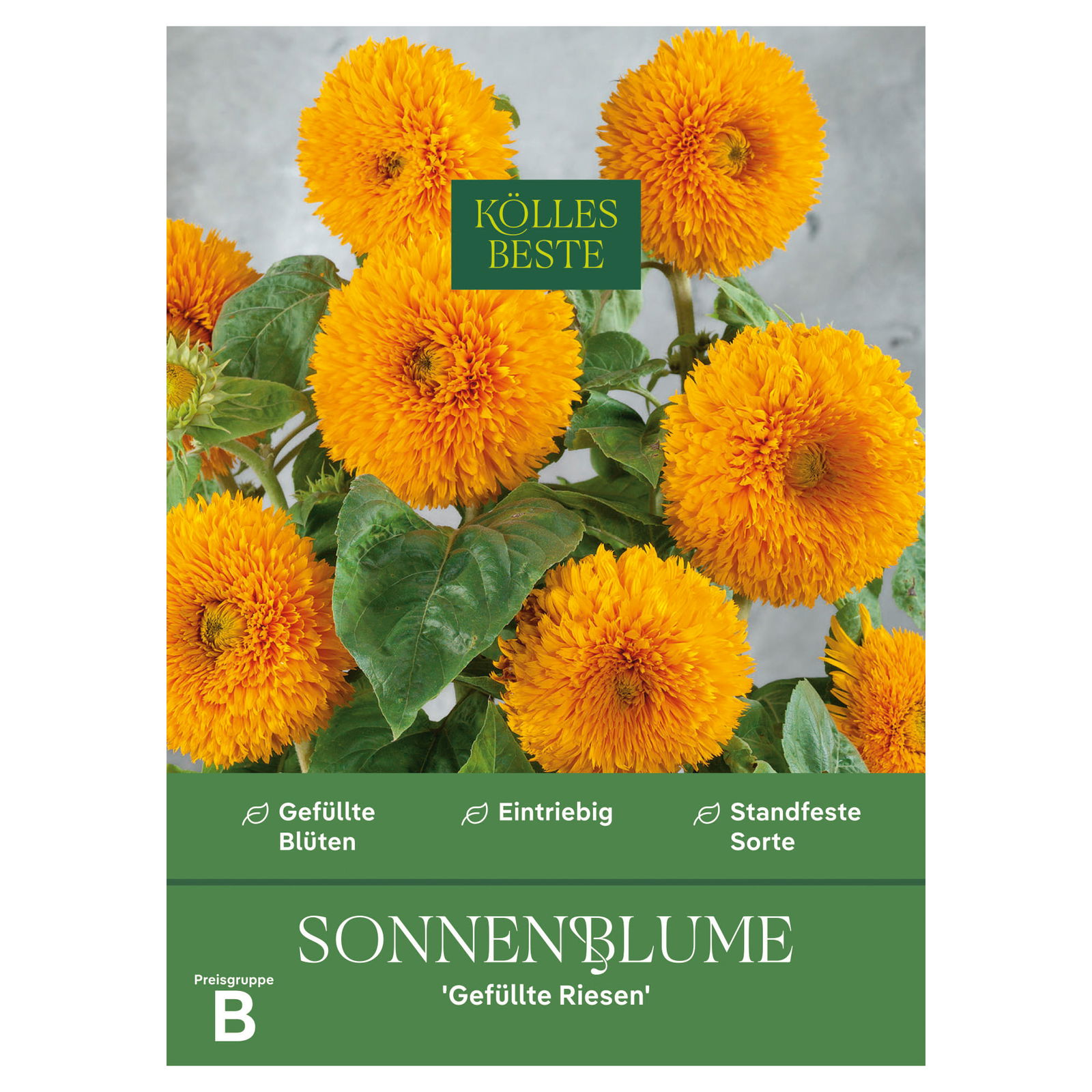 Kölles Beste Blumensamen Sonnenblumen Gefüllte Riesen (Helianthus) Kölles Beste Blumensamen Sonnenblumen Gefüllte Riesen (Helianthus)