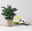 Kleine Silberzypresse 'Boulevard', 6er Set, Topf 9 cm Ø