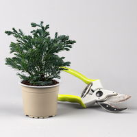 Kleine Silberzypresse 'Boulevard', 6er Set, Topf 9 cm Ø