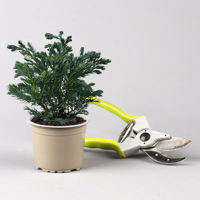 Kleine Silberzypresse 'Boulevard', Topf-Ø 9 cm, 8 Pflanzen Kleine Silberzypresse 'Boulevard', Topf-Ø 9 cm, 8 Pflanzen