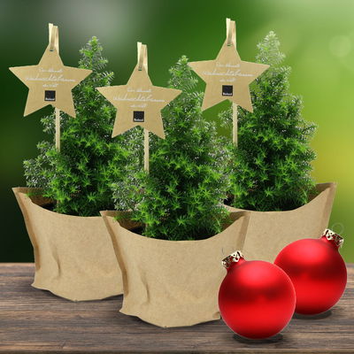 Blu Bio Weihnachtsbäumchen 'Top Point', Topf-Ø 10 cm, 3er Set Blu Bio Weihnachtsbäumchen 'Top Point', Topf-Ø 10 cm, 3er Set