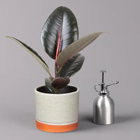 Gummibaum 'Robusta' in Keramiktopf Lauren grün, Topf-Ø 12 cm, Höhe ca. 40 cm