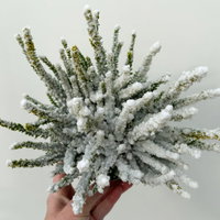 Besenheide SKYLINE®, weiß gefärbt, mit Glitzer, Topf-Ø 11 cm, 6 Pflanzen kaufen Besenheide SKYLINE®, weiß gefärbt, mit Glitzer, Topf-Ø 11 cm, 6 Pflanzen kaufen