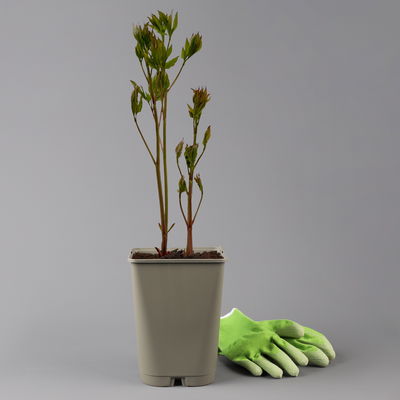 Kölles Beste Edel-Pfingstrose 'Bowl of Beauty' rosa-weiß, 3 Liter Topf Kölles Beste Edel-Pfingstrose 'Bowl of Beauty' rosa-weiß, 3 Liter Topf