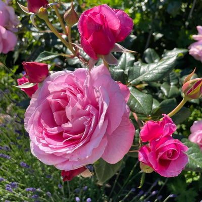 Duftende Kletterrose 'Our Last Summer'®, rosa, Topf 5 Liter Duftende Kletterrose 'Our Last Summer'®, rosa, Topf 5 Liter