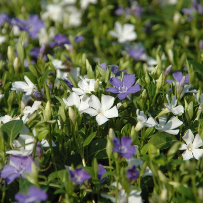 Vinca minor Bavaria® (Immergrün-Duo blau/weiß), 6er-Set, Topf 13 cm Ø