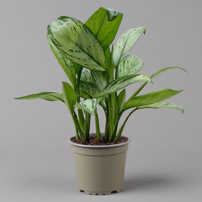 Aglaonema 'Maria Christina', mit Übertopf Dallas weiß, Topf-Ø 12 cm Aglaonema 'Maria Christina', mit Übertopf Dallas weiß, Topf-Ø 12 cm