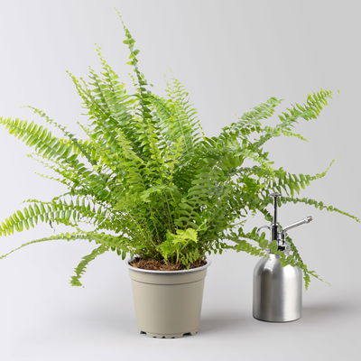 Schwertfarn in Übertopf Dallas seegrün, gl.blau & weiß, Topf-Ø 12cm, 3 Pflanzen Schwertfarn in Übertopf Dallas seegrün, gl.blau & weiß, Topf-Ø 12cm, 3 Pflanzen