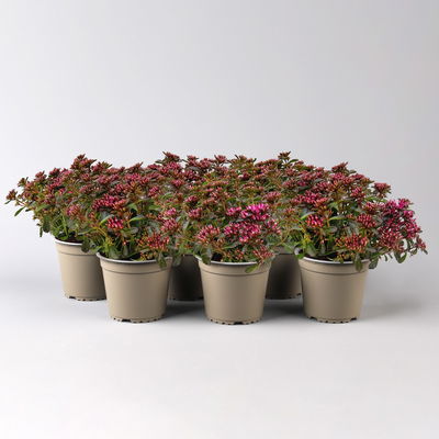 Sedum spurium ''Spot On® Deep Rose', dunkelrosa, Topf-Ø 13 cm, 6er-Set Sedum spurium ''Spot On® Deep Rose', dunkelrosa, Topf-Ø 13 cm, 6er-Set