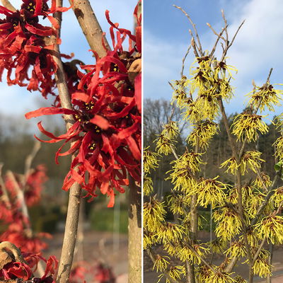 Winterblüher-Set Zaubernuss, Hamamelis rot/gelb, 2er-Set, Höhe 40-50 cm, Topf 5l Winterblüher-Set Zaubernuss, Hamamelis rot/gelb, 2er-Set, Höhe 40-50 cm, Topf 5l