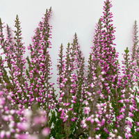 Knospenheide, rosa, Topf-Ø 10,5/11 cm, 8 Pflanzen