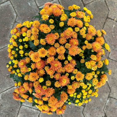Chrysanthemen, orange, Topf-Ø 14 cm, 4 Pflanzen Chrysanthemen, orange, Topf-Ø 14 cm, 4 Pflanzen