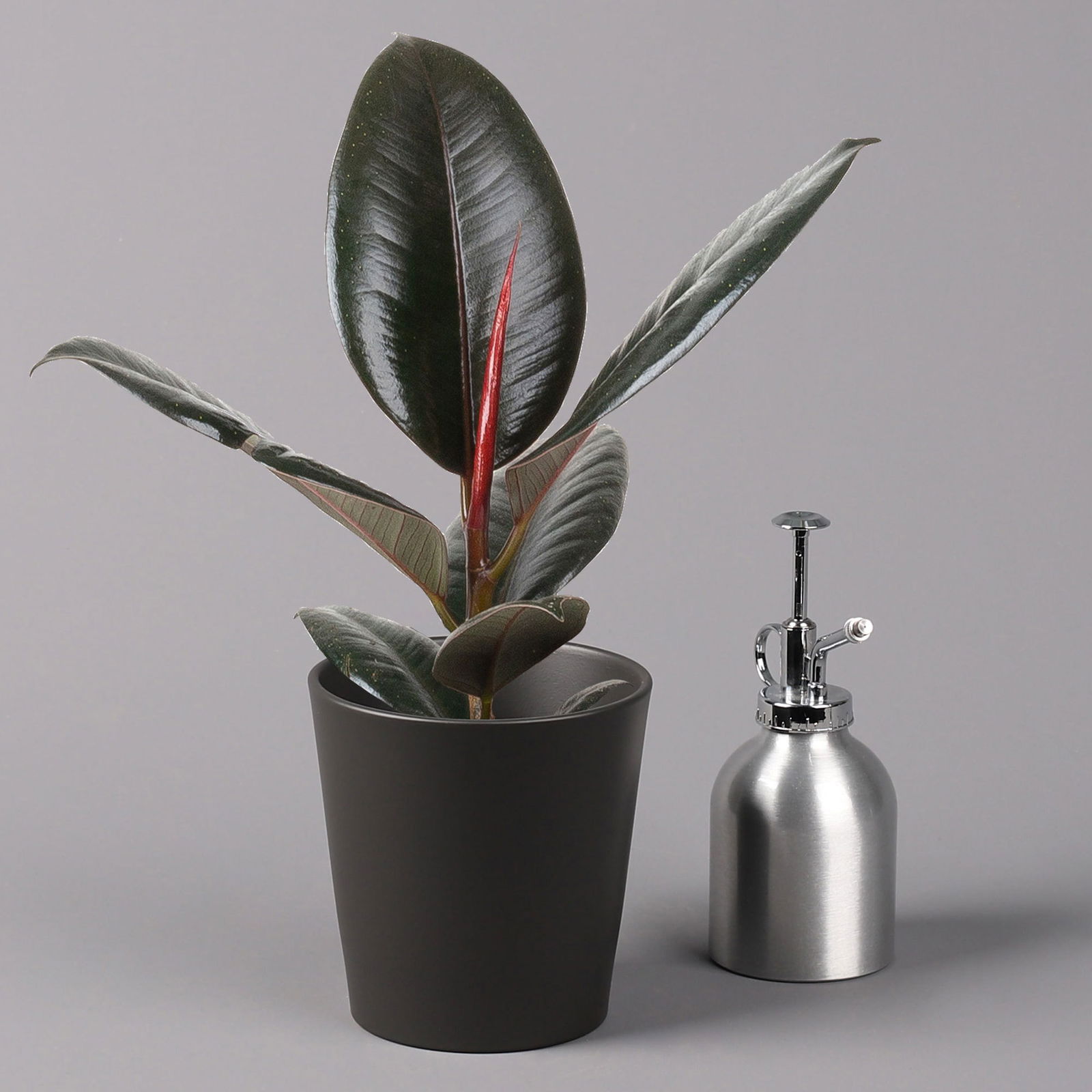 Gummibaum 'Robusta' in Topf anthrazit, Topf-Ø 12 cm, Höhe ca. 40-45cm, 3er-Set