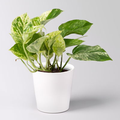 Grünpflanzenkreation 'Hängendes Grün', Topf-Ø 12cm + Übertopf Dallas, 4 Pflanzen