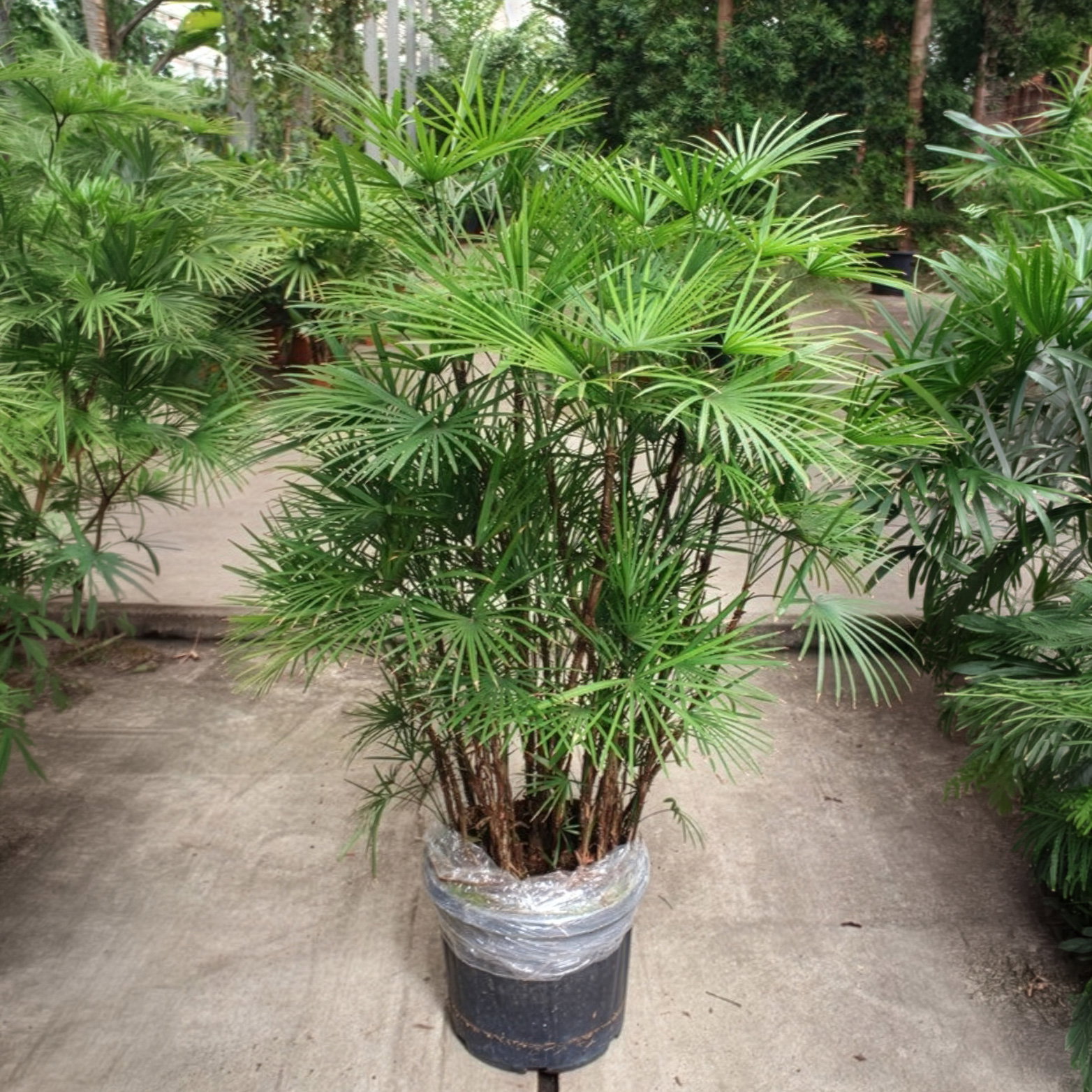 Steckenpalme, Topf-Ø 40 cm, Höhe ca. 160 cm