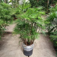 Steckenpalme, Topf-Ø 40 cm, Höhe ca. 160 cm