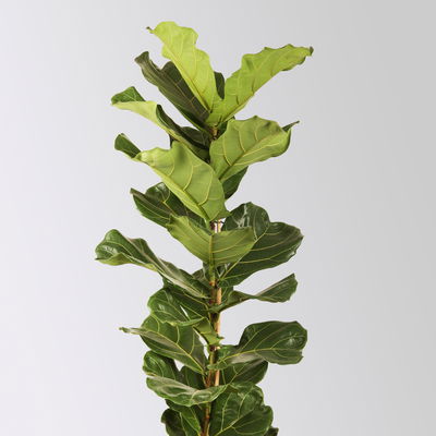 Geigenfeige, Topf-Ø 21 cm, Höhe ca. 80-100 cm Geigenfeige, Topf-Ø 21 cm, Höhe ca. 80-100 cm