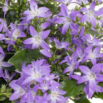 Pflanzenkreation Gartenmagie, groß, 7 Pflanzen inkl. Erde und Dünger Pflanzenkreation Gartenmagie, groß, 7 Pflanzen inkl. Erde und Dünger