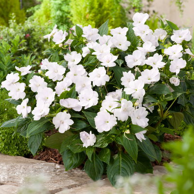 Edellieschen, weiß, Topf-Ø 13 cm, 6 Pflanzen Edellieschen, weiß, Topf-Ø 13 cm, 6 Pflanzen