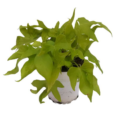 Süßkartoffel, helllaubig, Zierform, Topf-Ø 12 cm. 6 Pflanzen