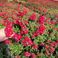 Nemesie, rot, Topf-Ø 12 cm, 6 Pflanzen Nemesie, rot, Topf-Ø 12 cm, 6 Pflanzen