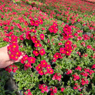 Nemesie, rot, Topf-Ø 12 cm, 6 Pflanzen Nemesie, rot, Topf-Ø 12 cm, 6 Pflanzen